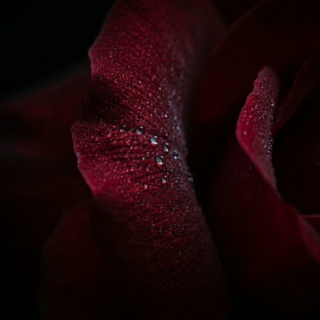 French Rose absolute — a core ingredient in Kragrance spray perfumes
